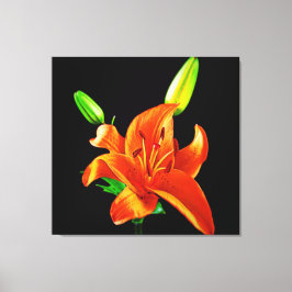 Orange Lily on Black Leinwanddruck