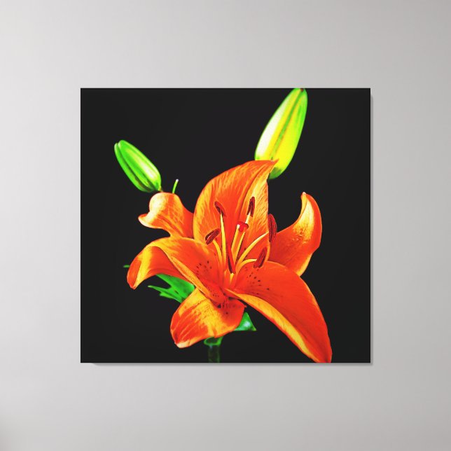 Orange Lily on Black Leinwanddruck (Vorderseite)