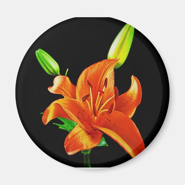 Orange Lily on Black Magnet (Vorne)