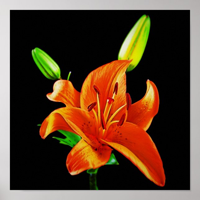 Orange Lily on Black Poster (Vorne)