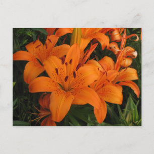Orange Lily Postcard Postkarte