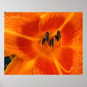Orange Lily Poster