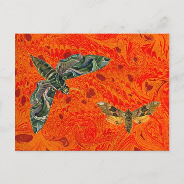 Orange Marbled Moth Postcard Postkarte (Vorderseite)
