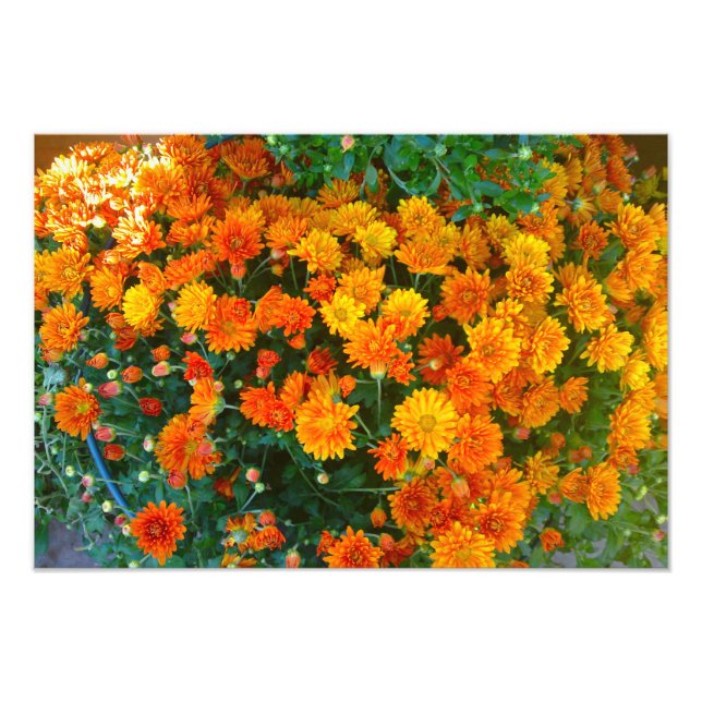 Orange Margarita Daisy Blume Foto Print (Vorne)