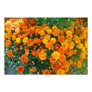 Orange Margarita Daisy Photo