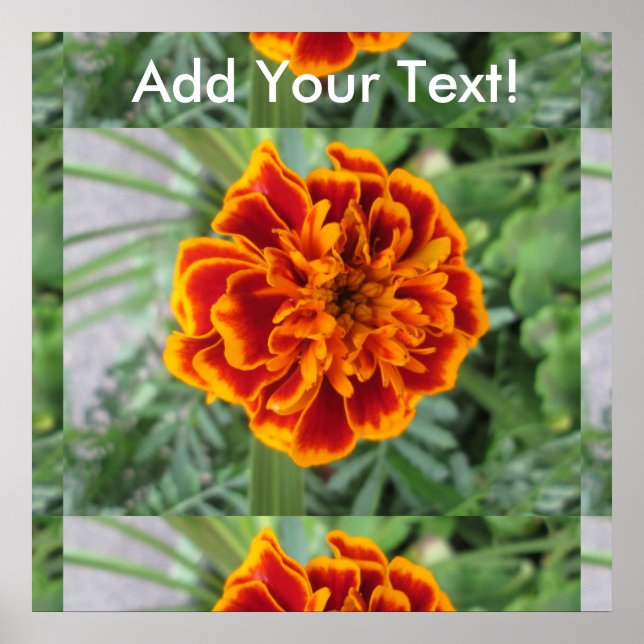 Orange Marigold Blume Poster (Vorne)