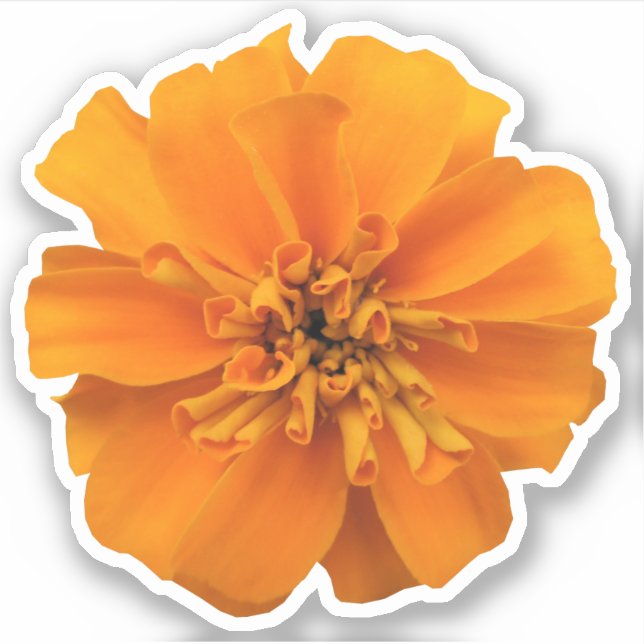 Orange Marigold Blume Stadtrundgang Aufkleber (Vorderseite)