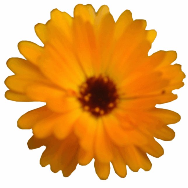 Orange Marigold Fotoskulptur (Vorne)
