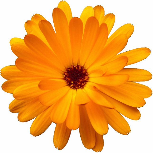 Orange Marigold Fotoskulptur Magnet (Vorne)