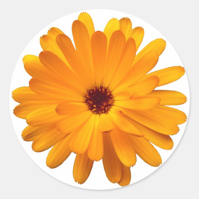 Orange Marigold Runder Aufkleber (Vorderseite)