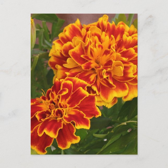 Orange Marigolds Garden Foto Postkarte (Vorderseite)