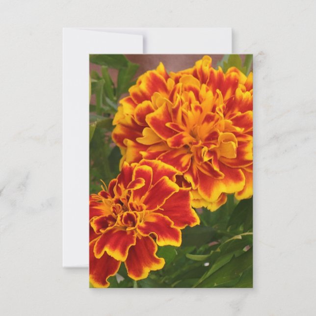 Orange Marigolds Striking Garden Foto Dankeskarte (Vorderseite)