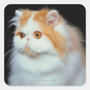 Orange mit Augen und niedliche Katze Quadratischer Aufkleber