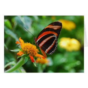 Orange mit einem Band versehener Schmetterling
