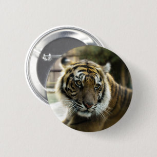 Orange mit schwarzen Streifen Bengalisches TigerFo Button