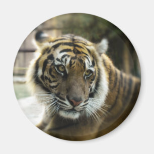 Orange mit schwarzen Streifen Bengalisches TigerFo Magnet