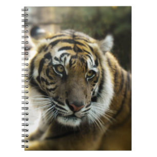 Orange mit schwarzen Streifen Bengalisches TigerFo Notizblock