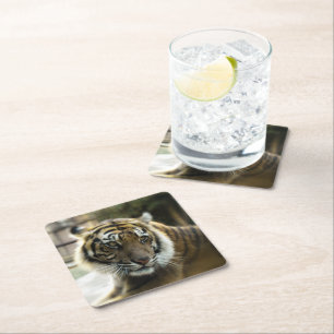 Orange mit schwarzen Streifen Bengalisches TigerFo Rechteckiger Pappuntersetzer