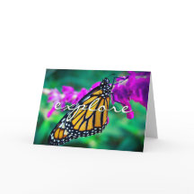 Orange Monarch Butterfly Entdecken Sie Script Mode