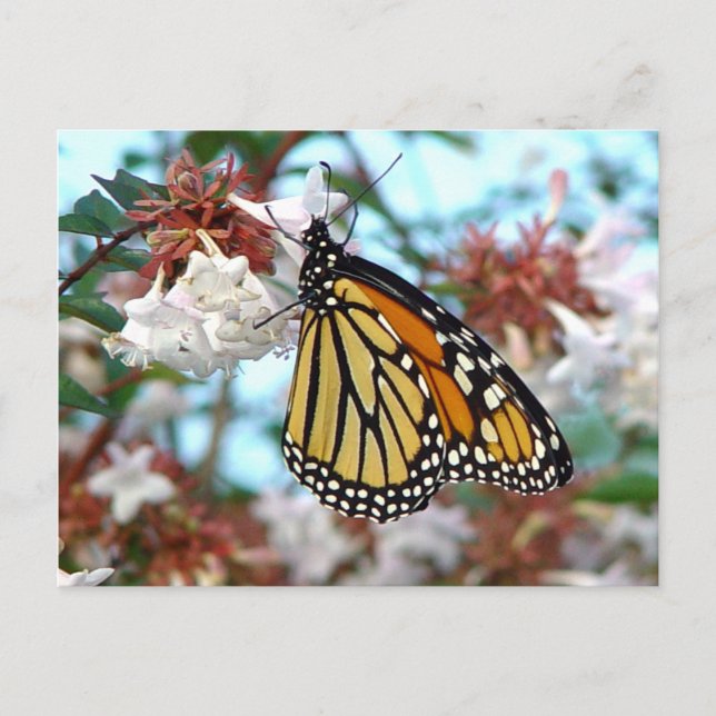 Orange Monarch Butterfly Postkarte (Vorderseite)