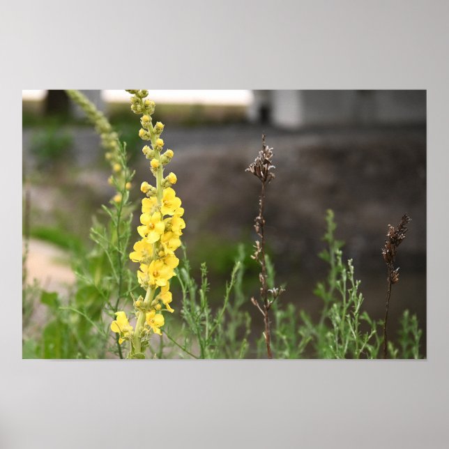 Orange Mullein Flowers Poster (Vorne)
