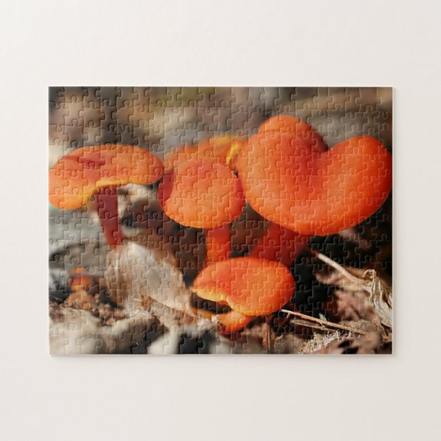 Orange Mushroom Family Nature (Horizontal)