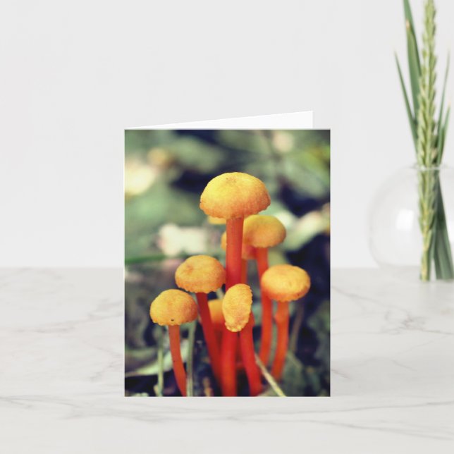 Orange Mushrooms Nature Photography  (Vorderseite)