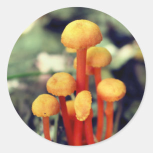 Orange Mushrooms Nature Runder Aufkleber