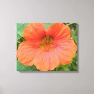 Orange Nasturtium Blume Canvas Print Leinwanddruck