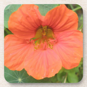 Orange Nasturtium Blume Cork Untersetzer