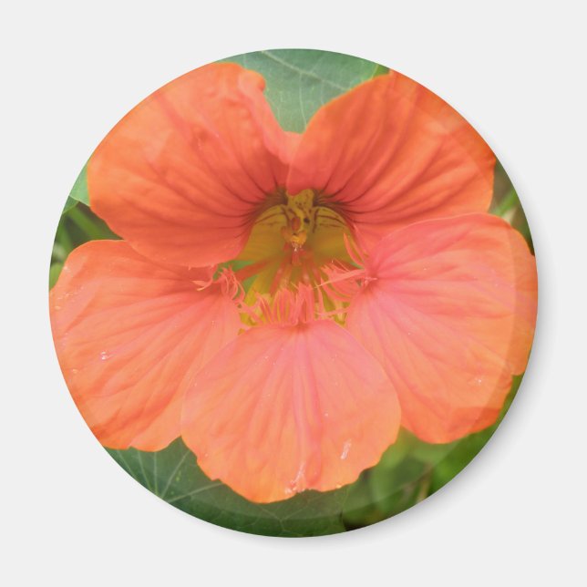 Orange Nasturtium Blume Magnet (Vorne)
