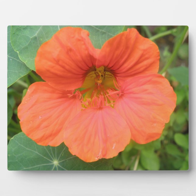 Orange Nasturtium Blume Plaque Fotoplatte (Vorderseite)