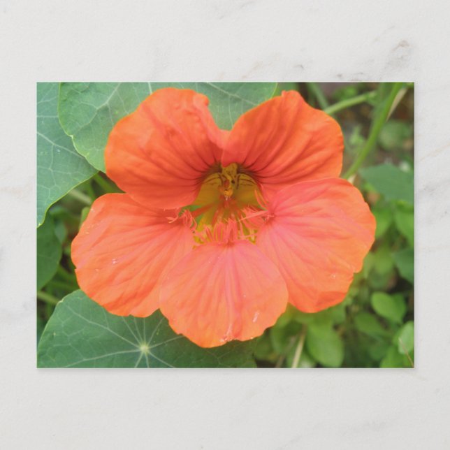 Orange Nasturtium Blume Postkarte (Vorderseite)