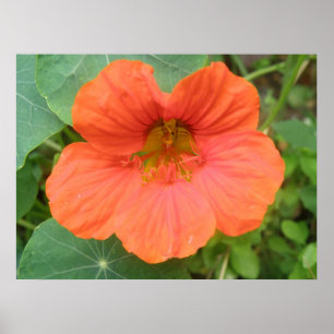 Orange Nasturtium Blume Print Poster