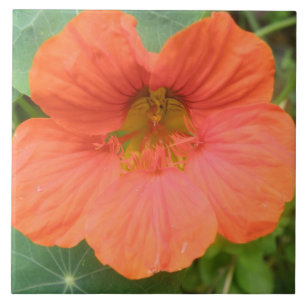 Orange Nasturtium Blume Tile Fliese