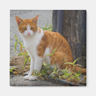 Orange Niedlich Kitty Cat Magnet