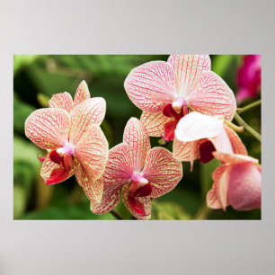 Orange Orchid Hybrid, South Africa Poster