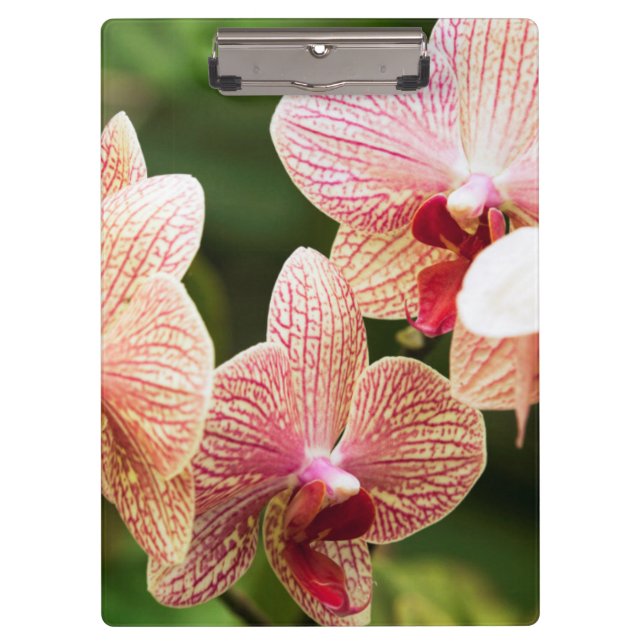 Orange Orchid Hybrid, Südafrika Klemmbrett (Vorderseite)