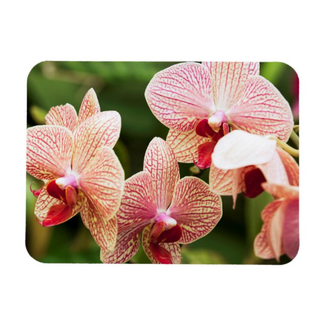 Orange Orchid Hybrid, Südafrika Magnet (Horizontal)
