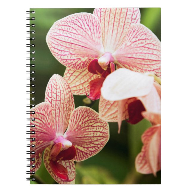Orange Orchid Hybrid, Südafrika Notizblock (Vorderseite)