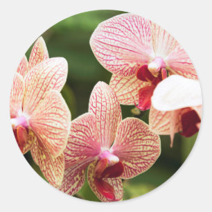 Orange Orchid Hybrid, Südafrika Runder Aufkleber