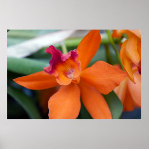 Orange Orchid Poster