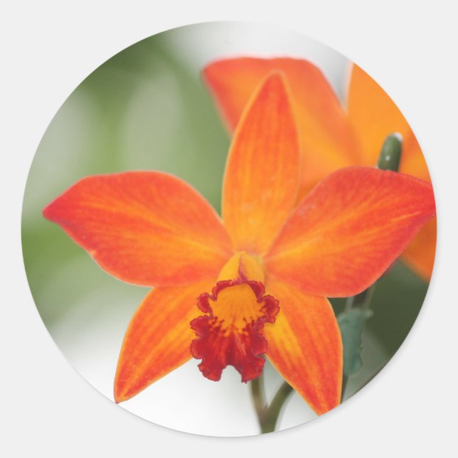 Orange Orchid Sticker (Vorderseite)