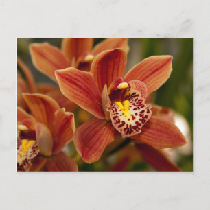 Orange Orchideen-Blumen Postkarte