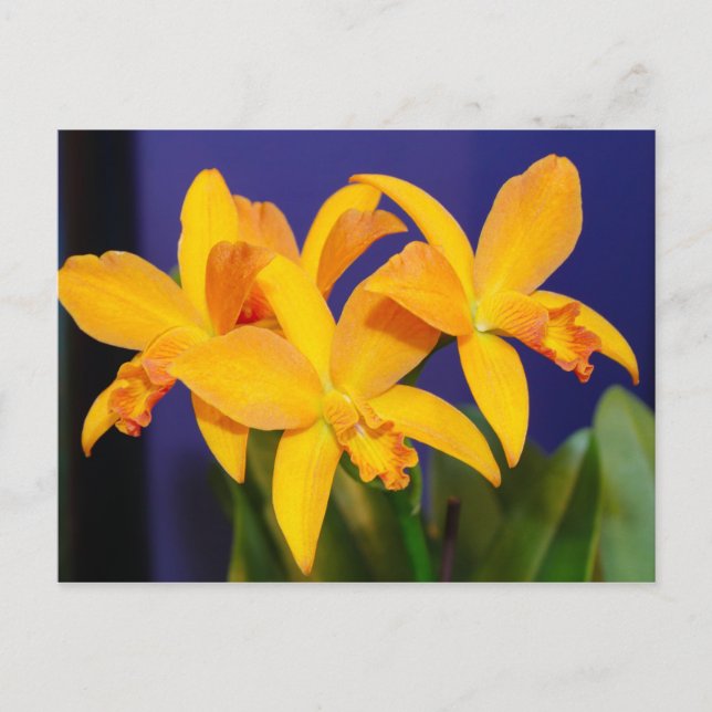 Orange Orchideen im Lila Hintergrund Postkarte (Vorderseite)