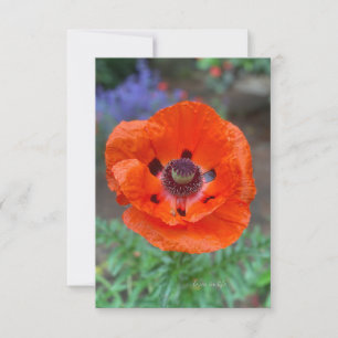 Orange Oriental Poppy & Lavender Blume Mitteilungskarte