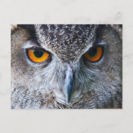 Orange Owl Eyes Fotografie Postkarte