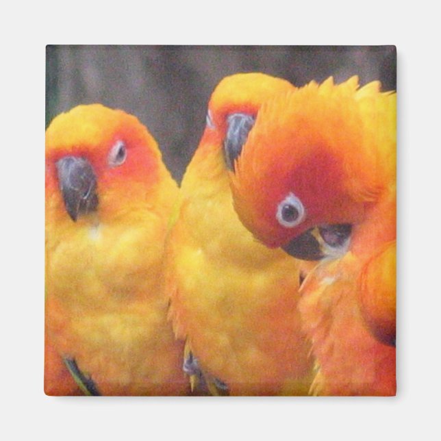 Orange Parrot Magnet (Vorne)