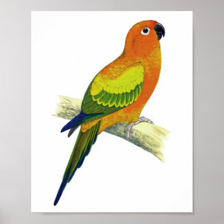 Orange Parrot No.10 Antique Bird Print Poster