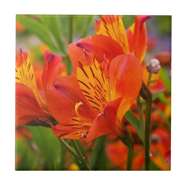 Orange Peruvian Lily Keramik Tile Fliese (Vorderseite)